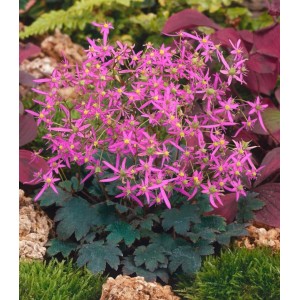 Saxifraga 'Black Ruby' im 9x9 cm Topf: Steinbrech Staude mit rosa Blüten und dunklem Laub.
