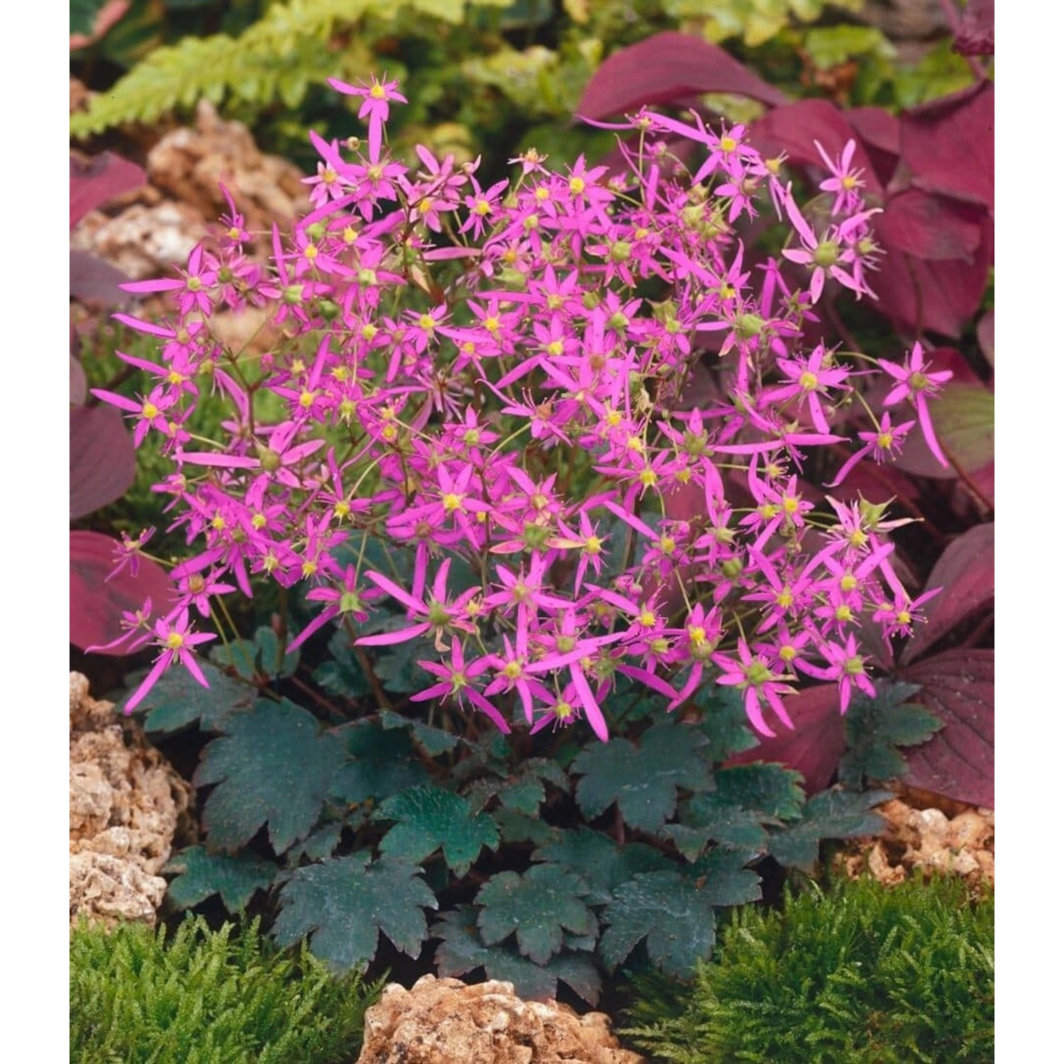 Saxifraga Cortusif.Var.Fort.Black Ruby Ca. 9x9 cm Topf günstig online kaufen