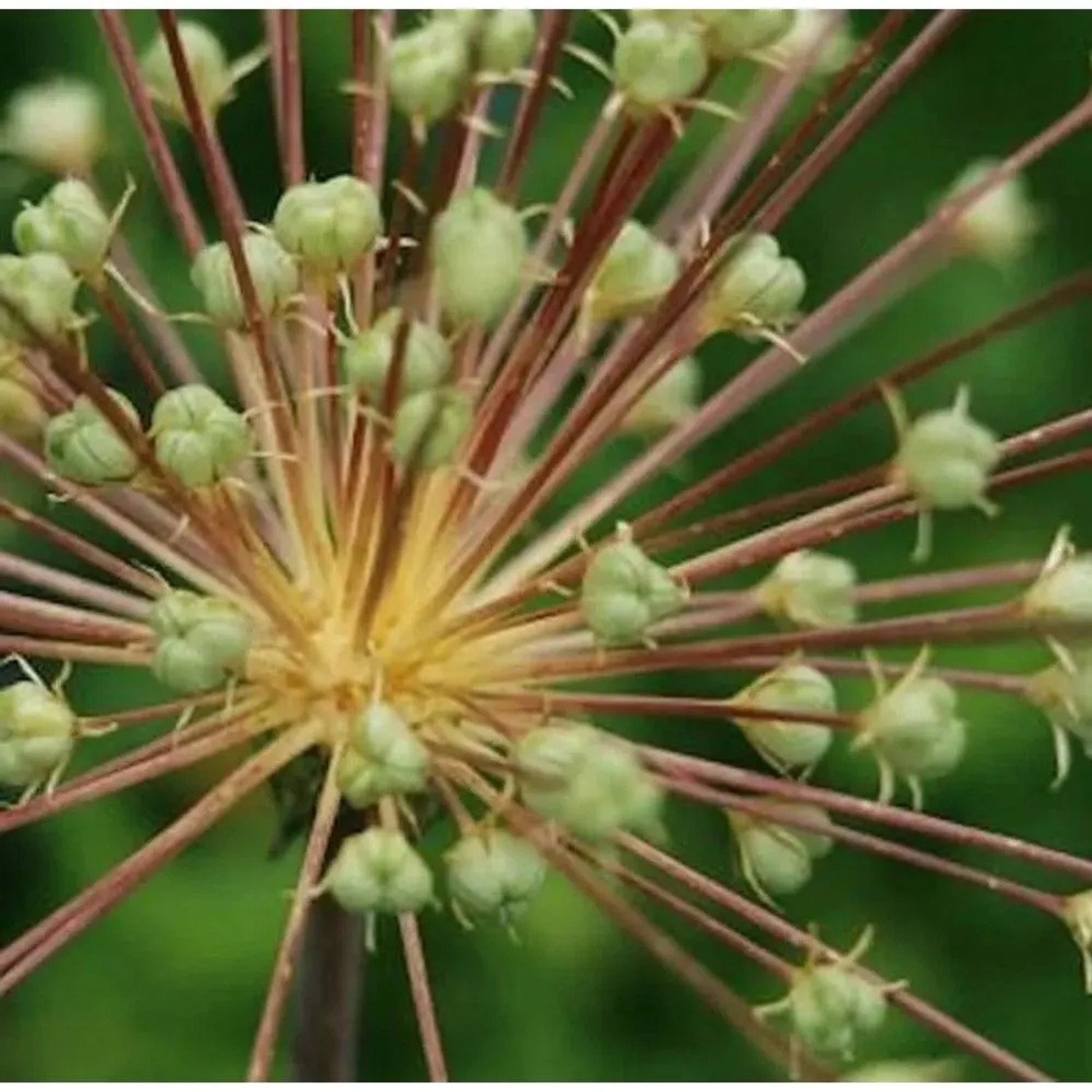 Igelkolben Lauch - Allium schubertii