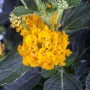 Orangefarbenes Wandelröschen (Lantana camara) im Topf, ca. 15 cm hoch. Blühende Kübelpflanze.