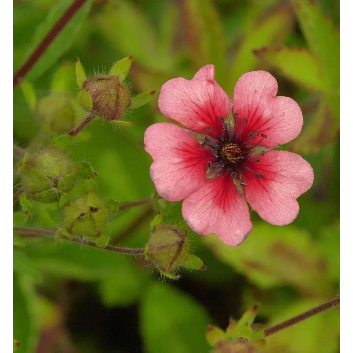 Fingerkraut Miss Willmott - Potentilla nepalensis