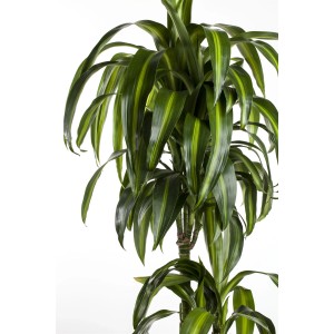 Drachenbaum 'Cintho' mit grün-gelben Blättern im Topf, ca. 150 cm hoch.