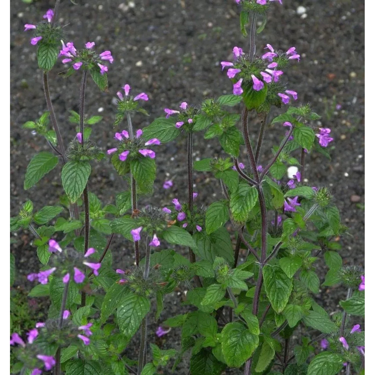Gemeiner Wirbeldost - Clinopodium vulgare