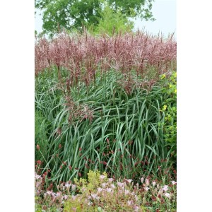 Chinaschilf 'Rotsilber' im Garten: Hohes Ziergras mit rot-silbernen Blütenständen.