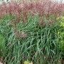 Chinaschilf 'Rotsilber' im Garten: Hohes Ziergras mit rot-silbernen Blütenständen.