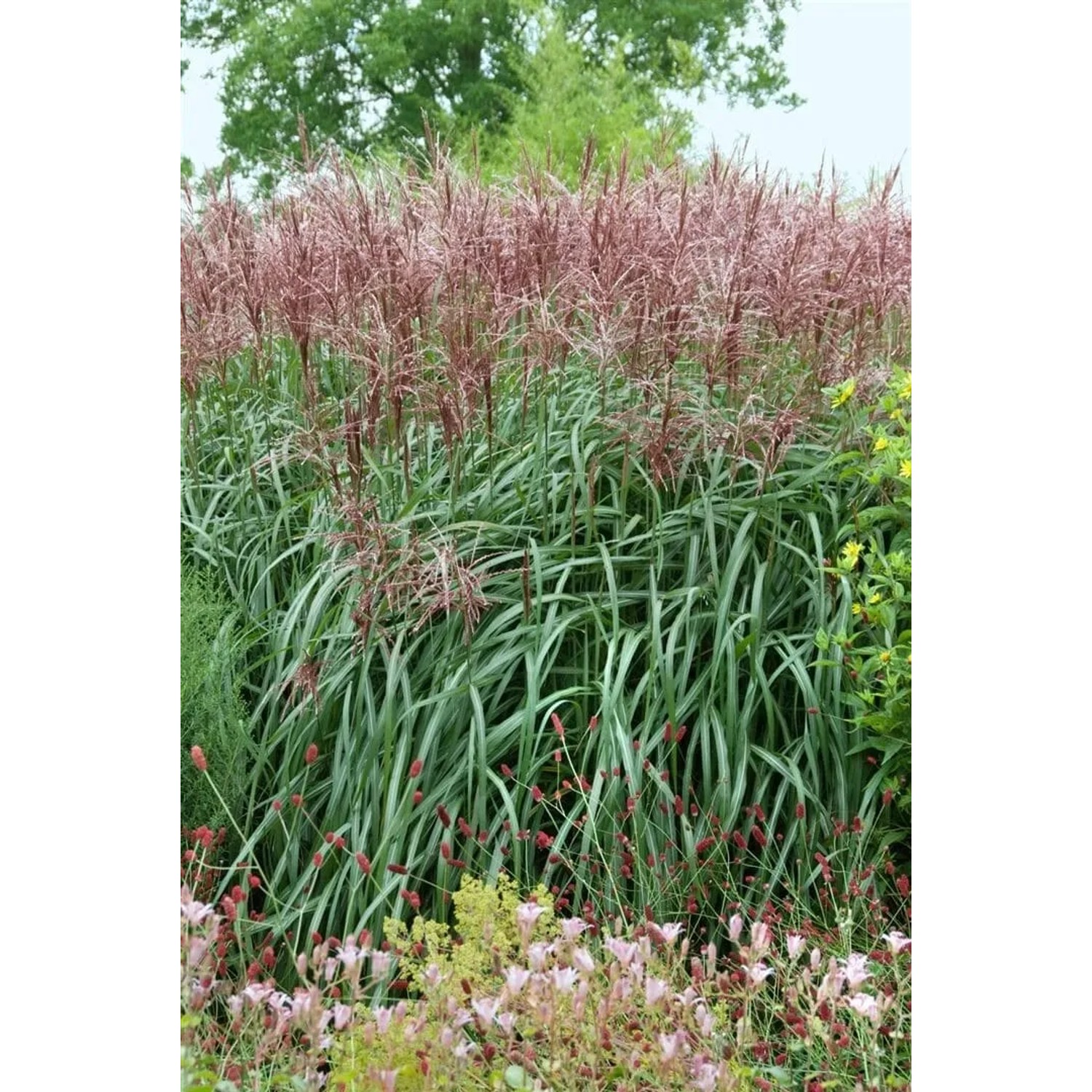 Chinaschilf 'Rotsilber' im Garten: Hohes Ziergras mit rot-silbernen Blütenständen.