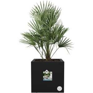 Schwarzer Elho Pflanztopf Vivo Next 40 cm mit Rollen und grüner Pflanze.