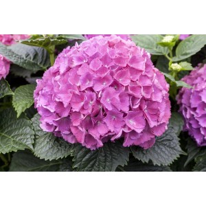 Rosa Bauernhortensie Sibilla, Hydrangea macrophylla, mit üppigen Blütenbällen und grünen Blättern.