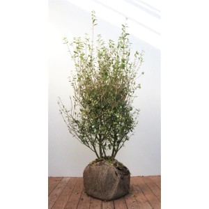 Liguster 'Atrovirens', 100-125 cm, als Heckenpflanze im Jutesack.