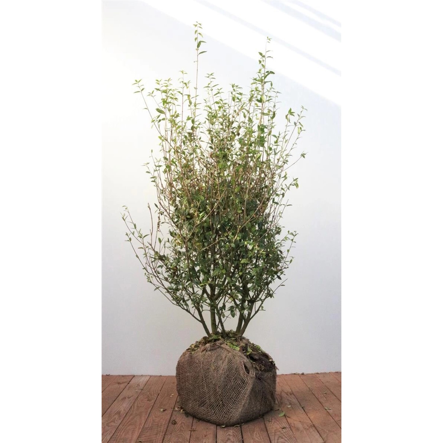 Ligustrum vulgare 'Atrovirens' 100-125 cm günstig online kaufen
