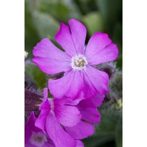 Nahaufnahme der leuchtend pinken Blüte der Roten Lichtnelke (Silene dioica) im 9x9 cm Topf.