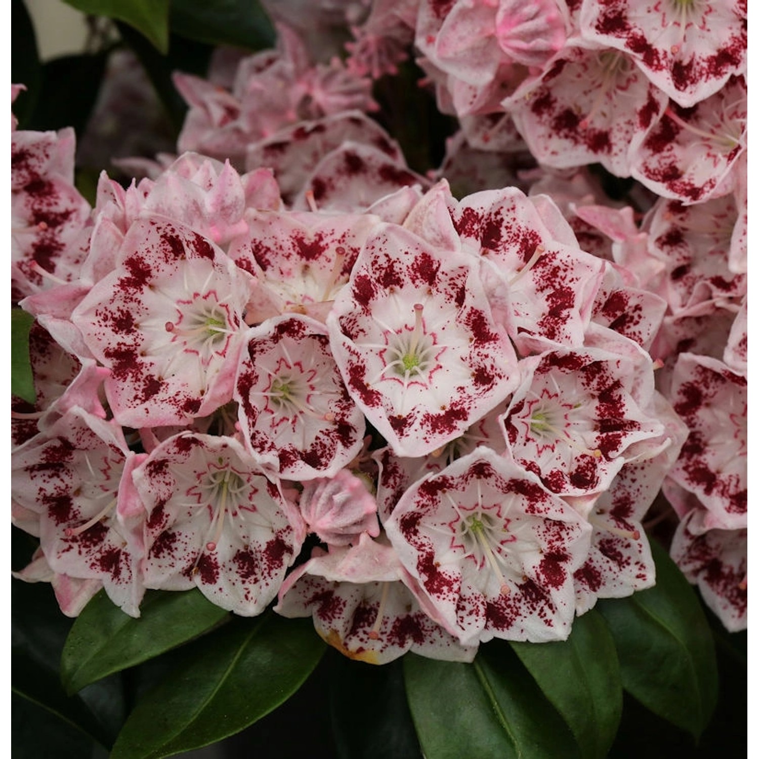 Großer Berglorbeer Ginkona 30-40cm - Kalmia latifolia günstig online kaufen