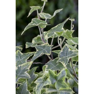 Grün-weißer Efeu 'Little Diamond' im 9x9 cm Topf, eine dekorative Kletterpflanze.