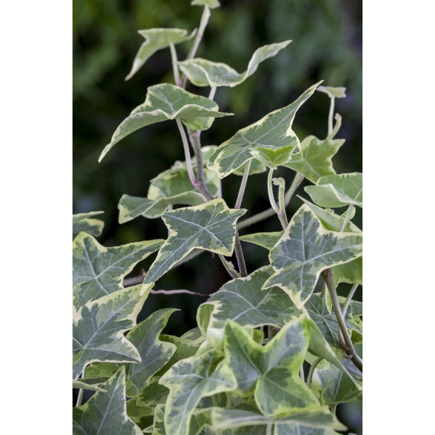 Hedera Helix Little Diamond Efeu Grün-Weiß Ca. 9x9 cm Topf günstig online kaufen