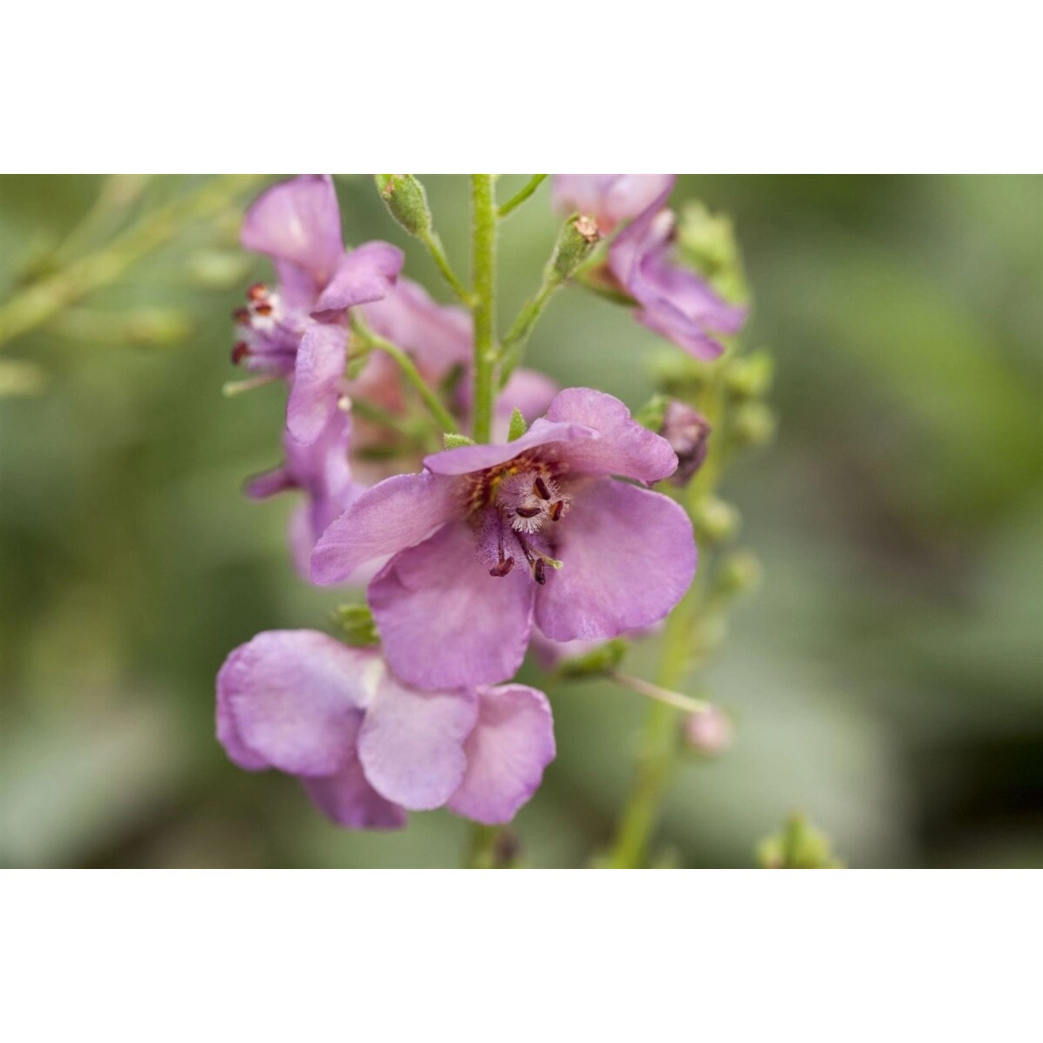 Verbascum Phoeniceum Violetta Purpur Königskerze Ca. 9x9 cm Topf günstig online kaufen