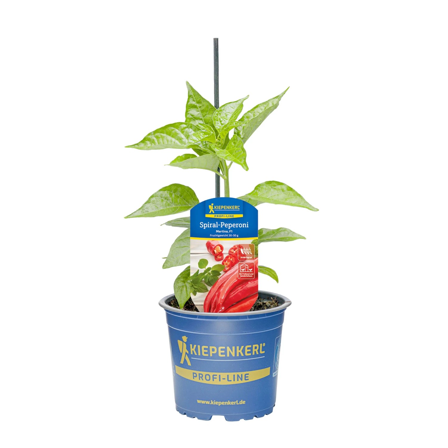 Kiepenkerl Paprika "Mertina, F1" Topf-Ø ca. 10,5 cm Capsicum annuum