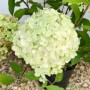 Baumfink Rispenhortensie im Topf, Limettengrüne Blüte, 40-60cm hoch.
