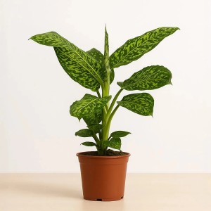 GROW by OBI "Reflector" Höhe ca. 50 - 55 cm Topf-Ø 17 cm Dieffenbachia