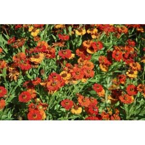 Sonnenbraut 'Baudirektor Linne' mit rot-gelben Blüten im Beet.