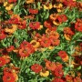 Sonnenbraut 'Baudirektor Linne' mit rot-gelben Blüten im Beet.