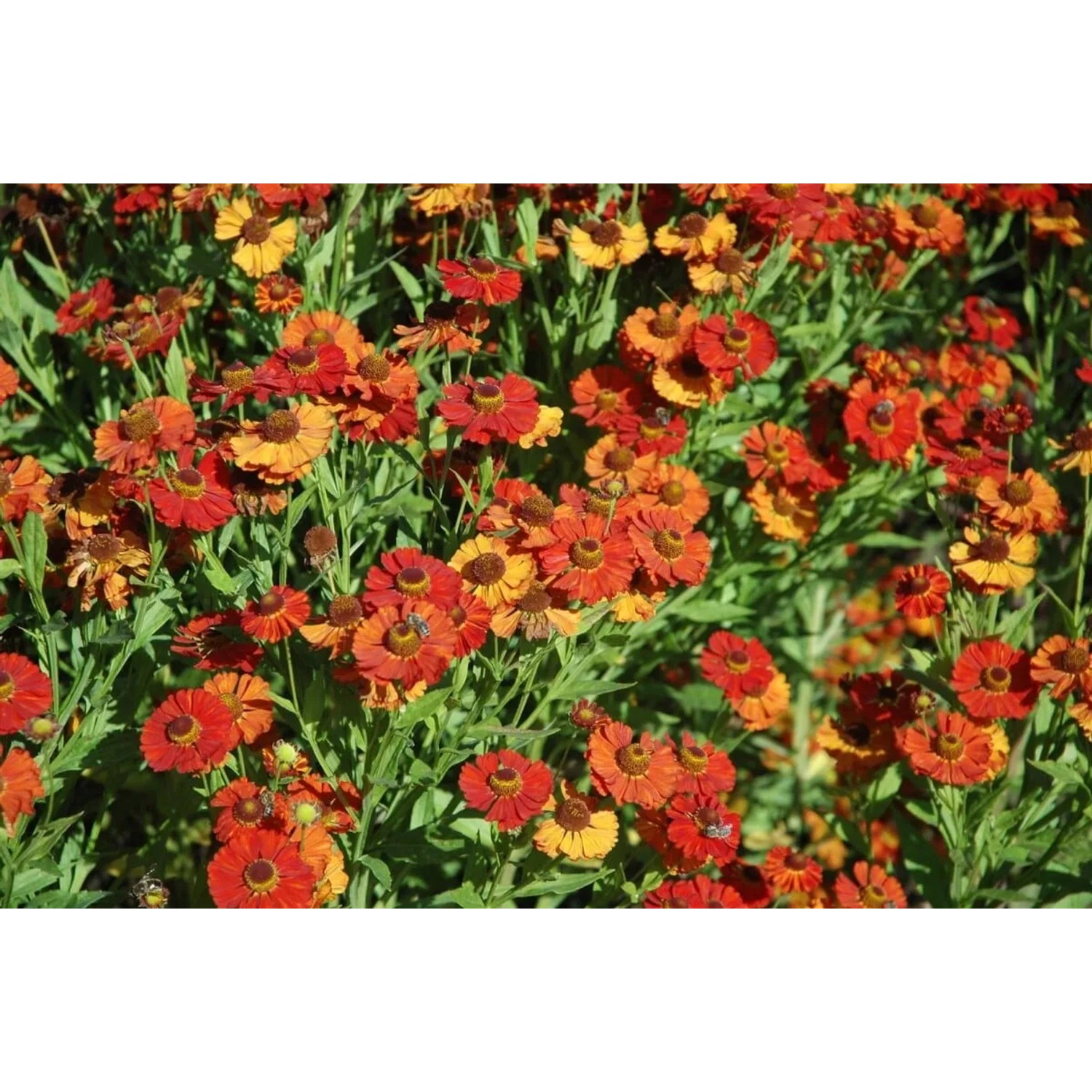 Sonnenbraut 'Baudirektor Linne' mit rot-gelben Blüten im Beet.