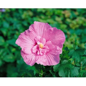 Nahaufnahme einer rosa Hibiscus Syriacus 'Pink Chiffon' Blüte im Garten.
