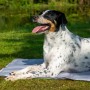 Hund liegt auf grauer Kühlmatte mit Pfotenmuster (99,5x70cm) im Grünen.