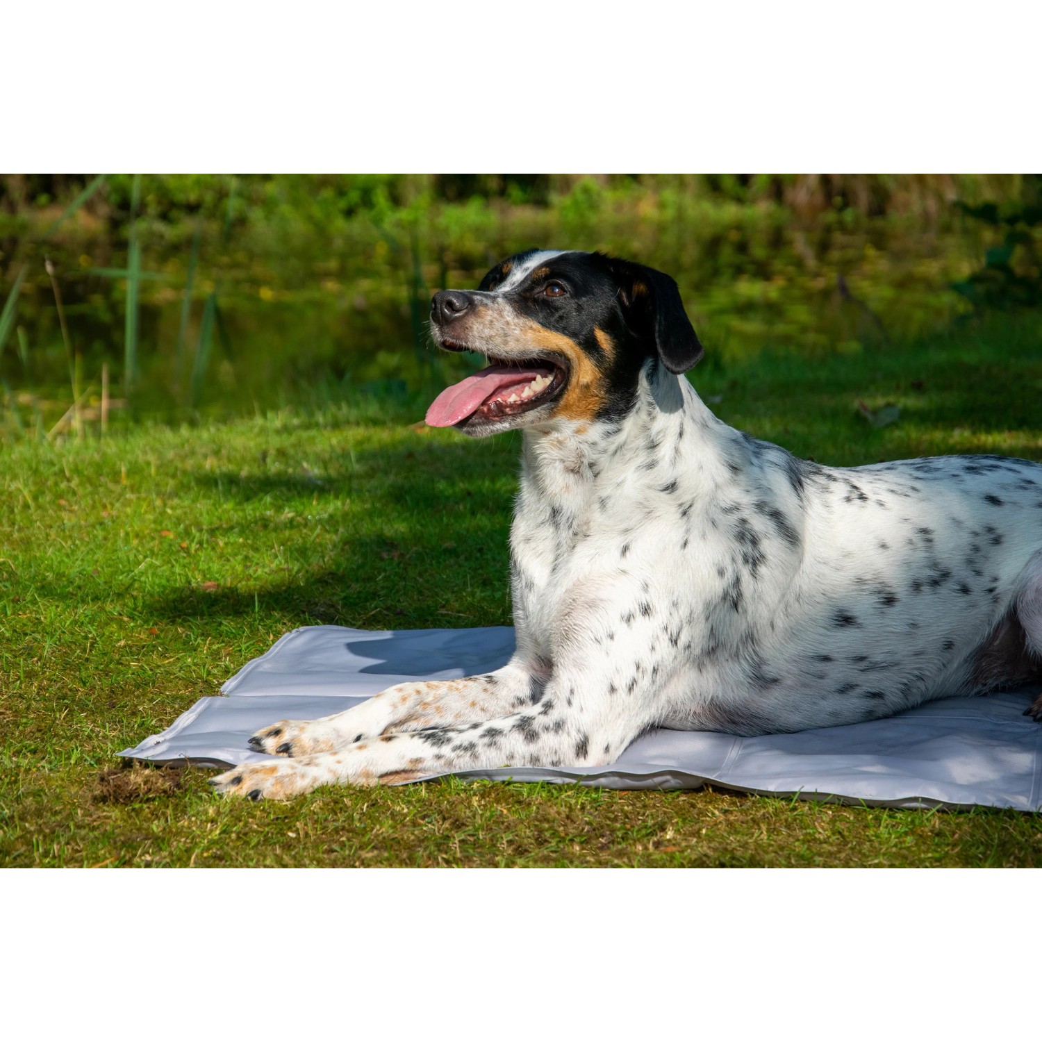Hund liegt auf grauer Kühlmatte mit Pfotenmuster (99,5x70cm) im Grünen.