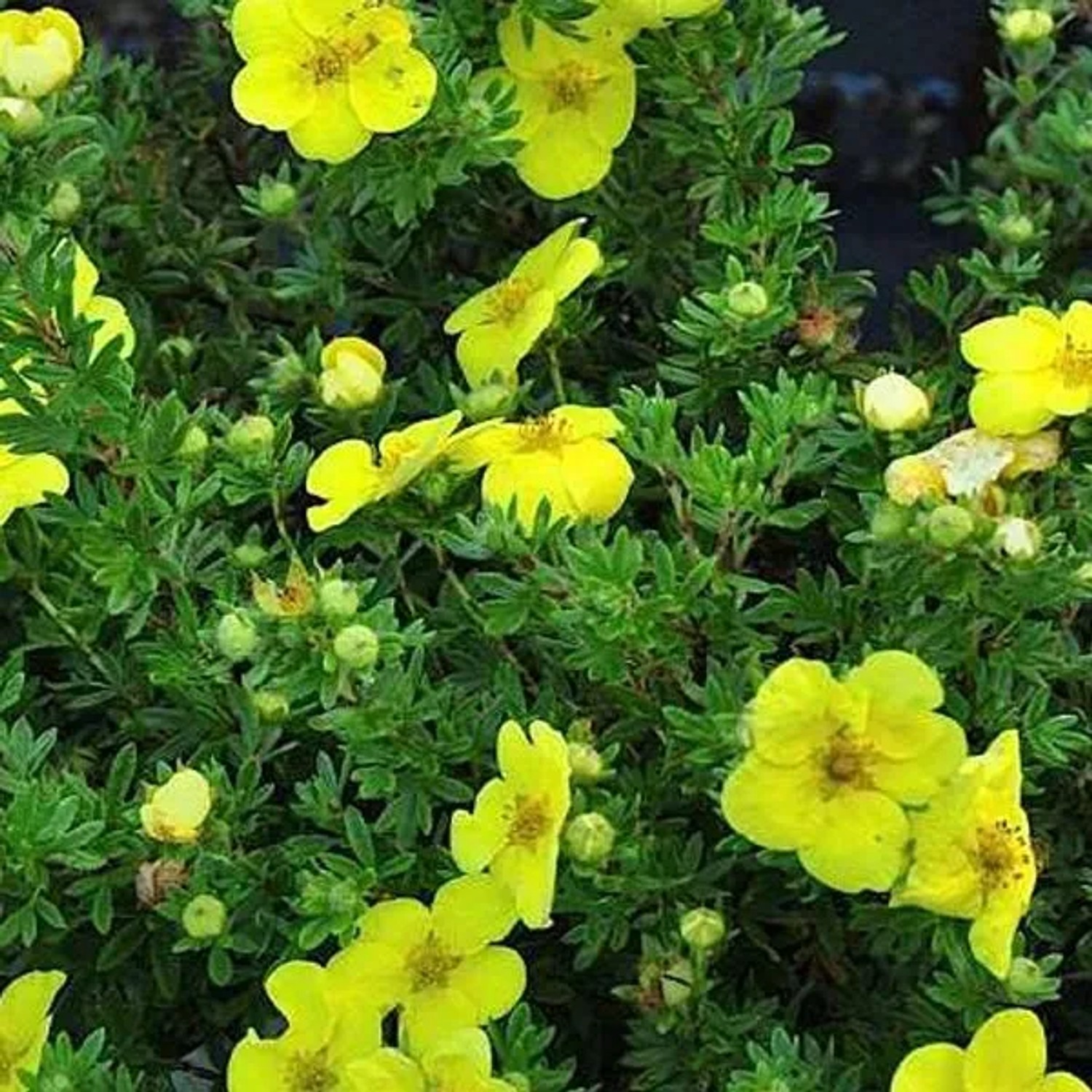 Fingerstrauch 'Kobold' Potentilla fruticosa 20 bis 25 cm im Container Kompakt Wachsend