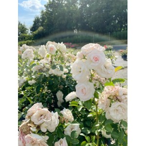 Beet mit weißen Baumfink Bodendeckerrosen der Sorte Aspirin mit zartrosa Mitte.