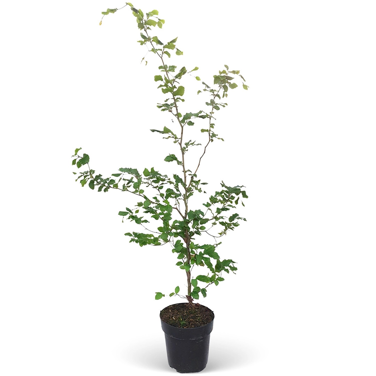 Rotbuche Set à 110 Stück Höhe ca. 125 - 150 cm Topf ca. 5 l Fagus sylvatica