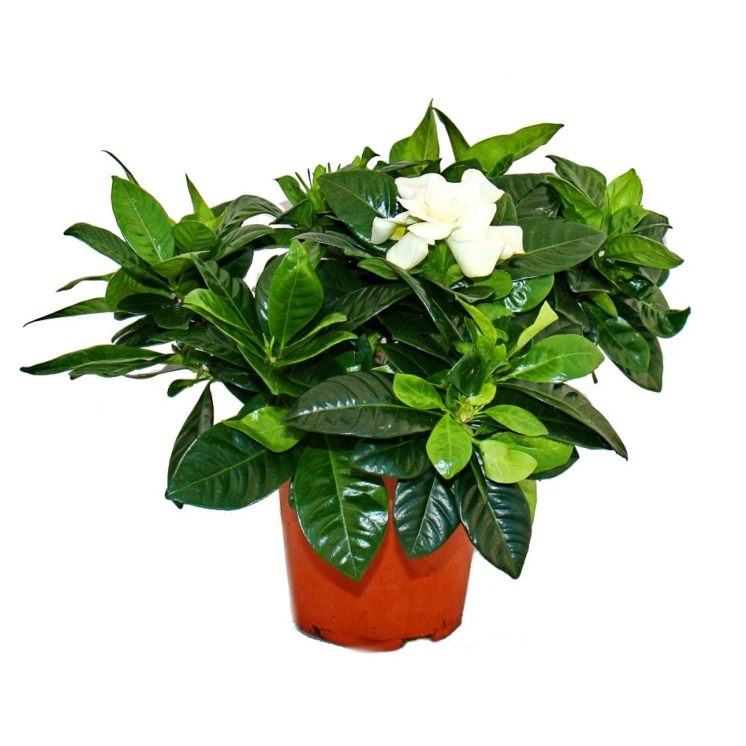 Exotenherz Gardenie Duftende Blütenpflanze mit Cremeweiß Farbenen Blüten 12cm Topf