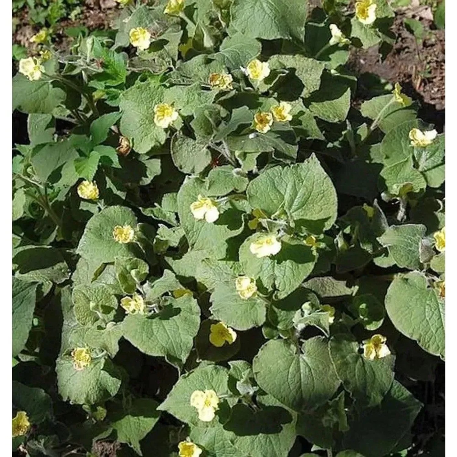 Herzblattwurz - Saruma henryi