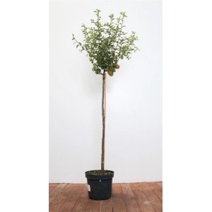 Zierquitte 'Friesdorfer', 80 cm Stammhöhe im Topf. Strauch mit grünen Blättern und wenigen Quitten.