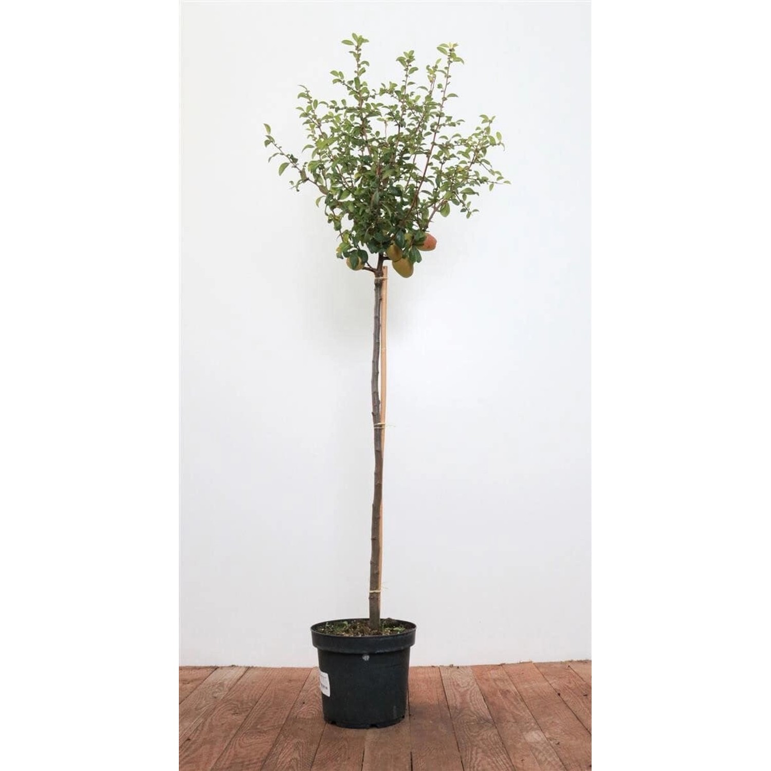 Chaenomeles Friesdorfer Typ 205 Zierquitte 80 cm Stammhöhe günstig online kaufen