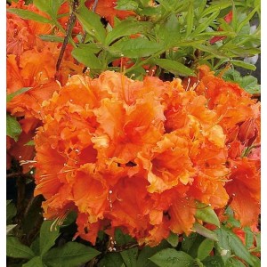 Leuchtend orange Azalee Gibraltar (Rhododendron luteum) mit grünen Blättern.