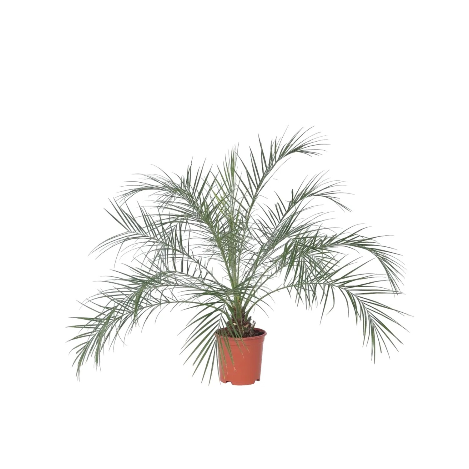 Plant In A Box Zwergdattelpalme Phoenix Roebelenii Höhe 80cm Ø21 Grün