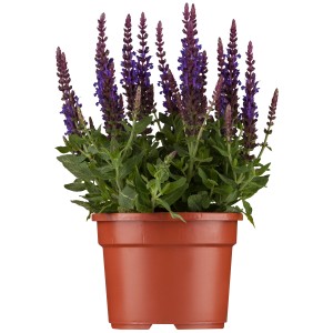 Steppen-Salbei Violett im Topf, violette Blütenstände und grüne Blätter.