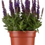 Steppen-Salbei Violett im Topf, violette Blütenstände und grüne Blätter.