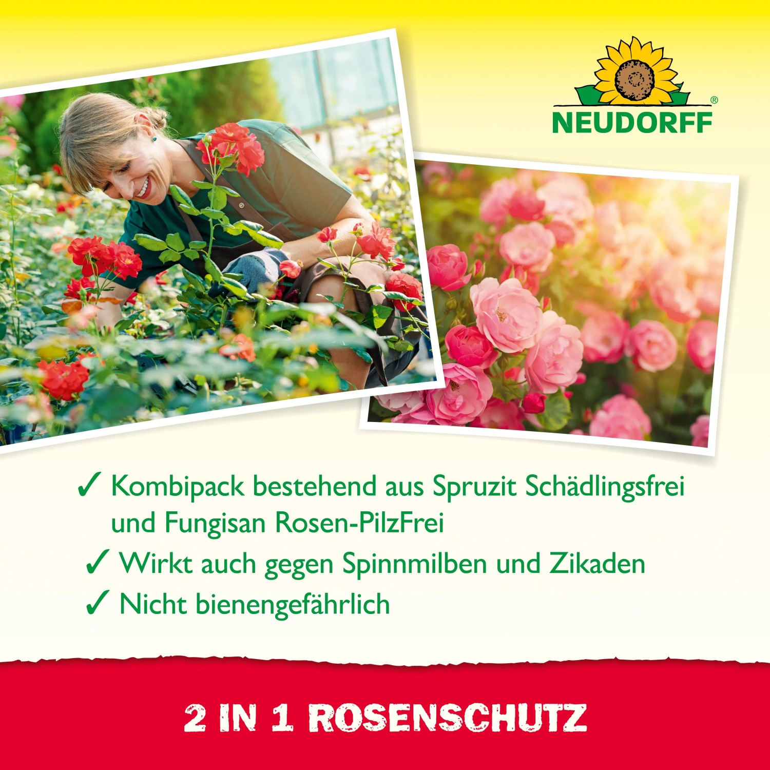 Neudorff 2in1 Rosenschutz Set: Kombipack zur Bekämpfung von Pilzbefall und Schädlingen an Rosen.