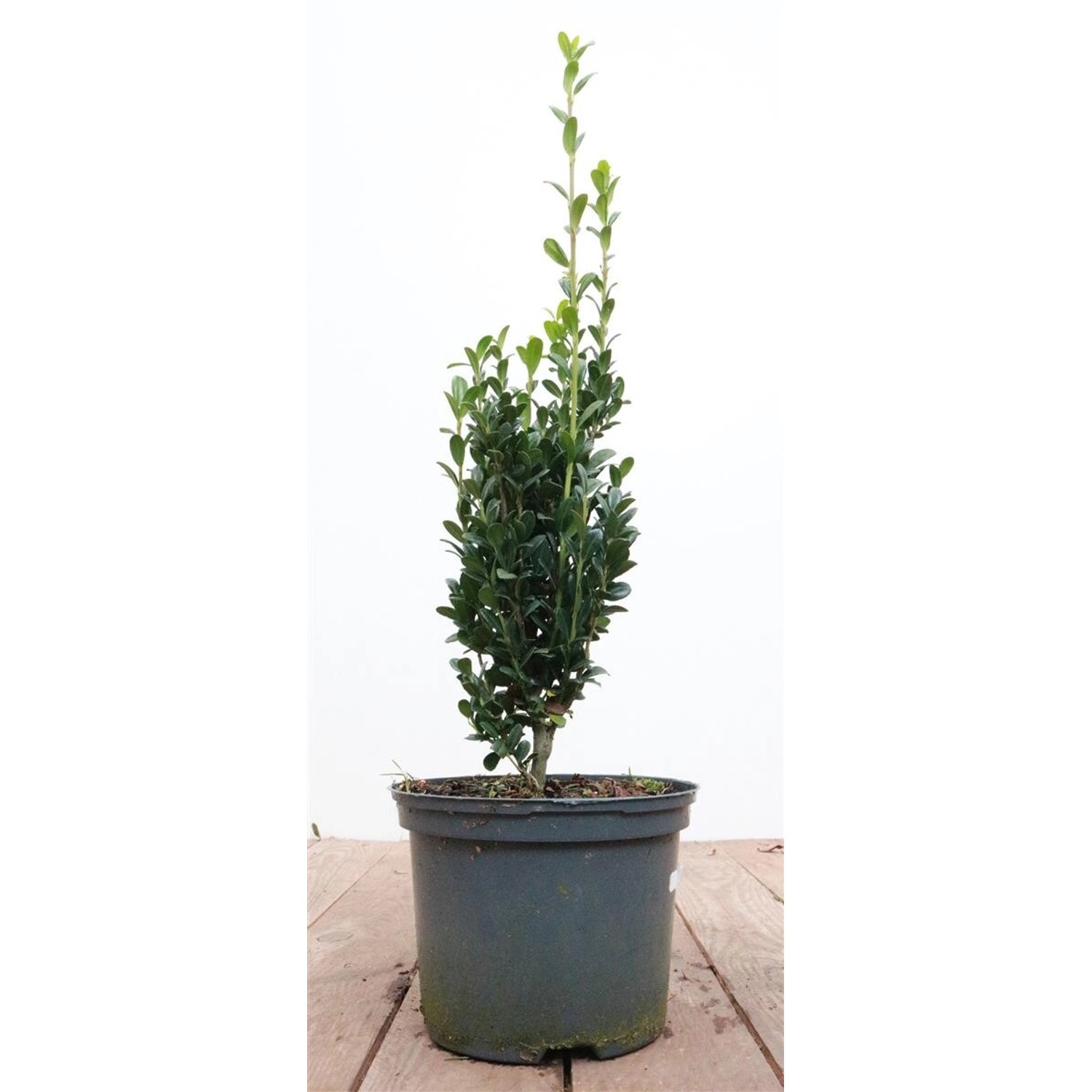 Ilex crenata 'Fastigiata' 20-30 cm günstig online kaufen