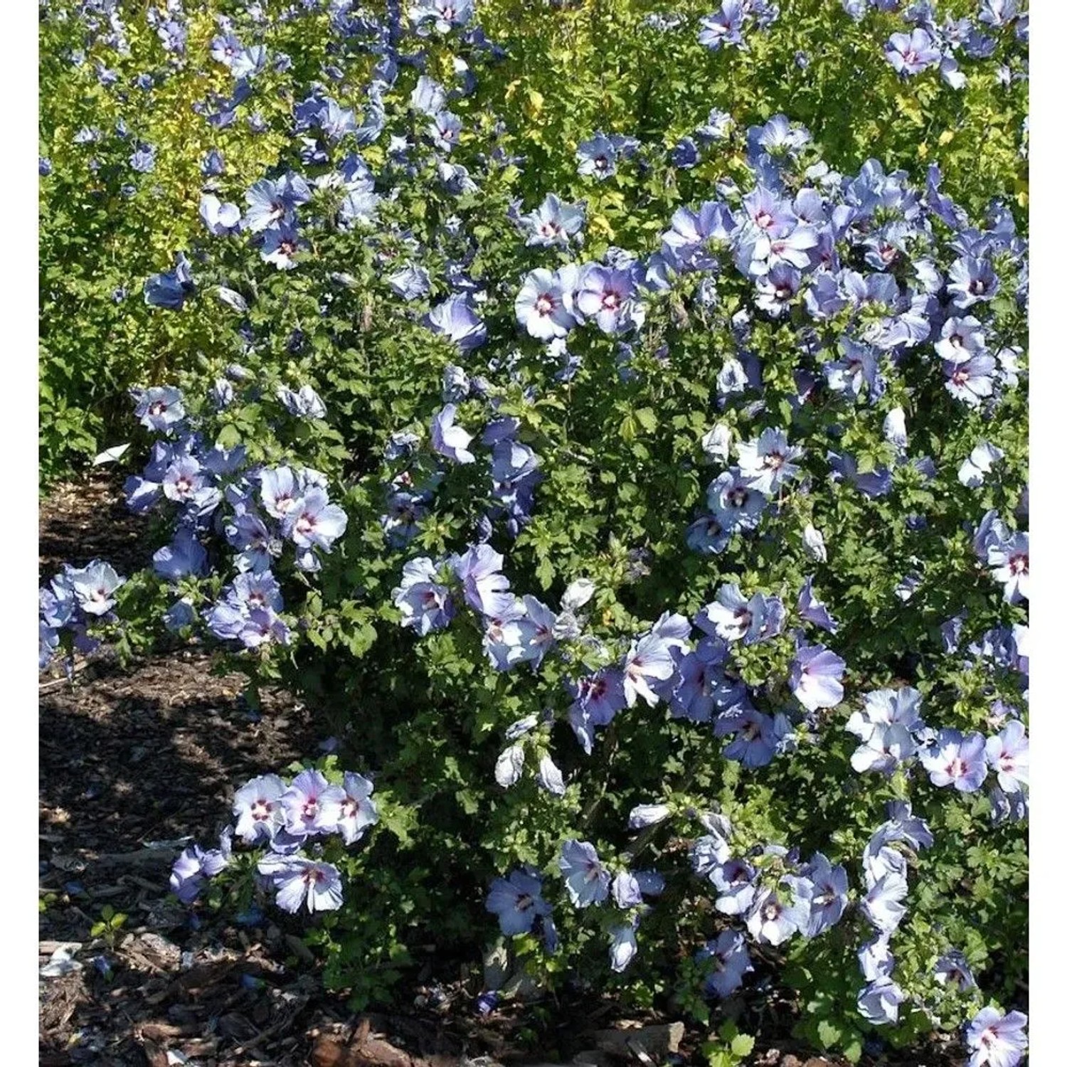 Garteneibisch Sup Blue 40-60cm - Hibiscus