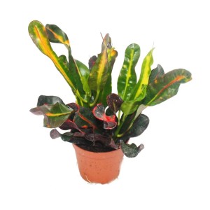 Exotenherz Wunderstrauch (Croton) im 9cm Topf, Zimmerpflanze mit bunten Blättern.