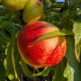 Zwergnektarine Redgold am Baum mit reifen, rot-gelben Früchten und grünen Blättern.