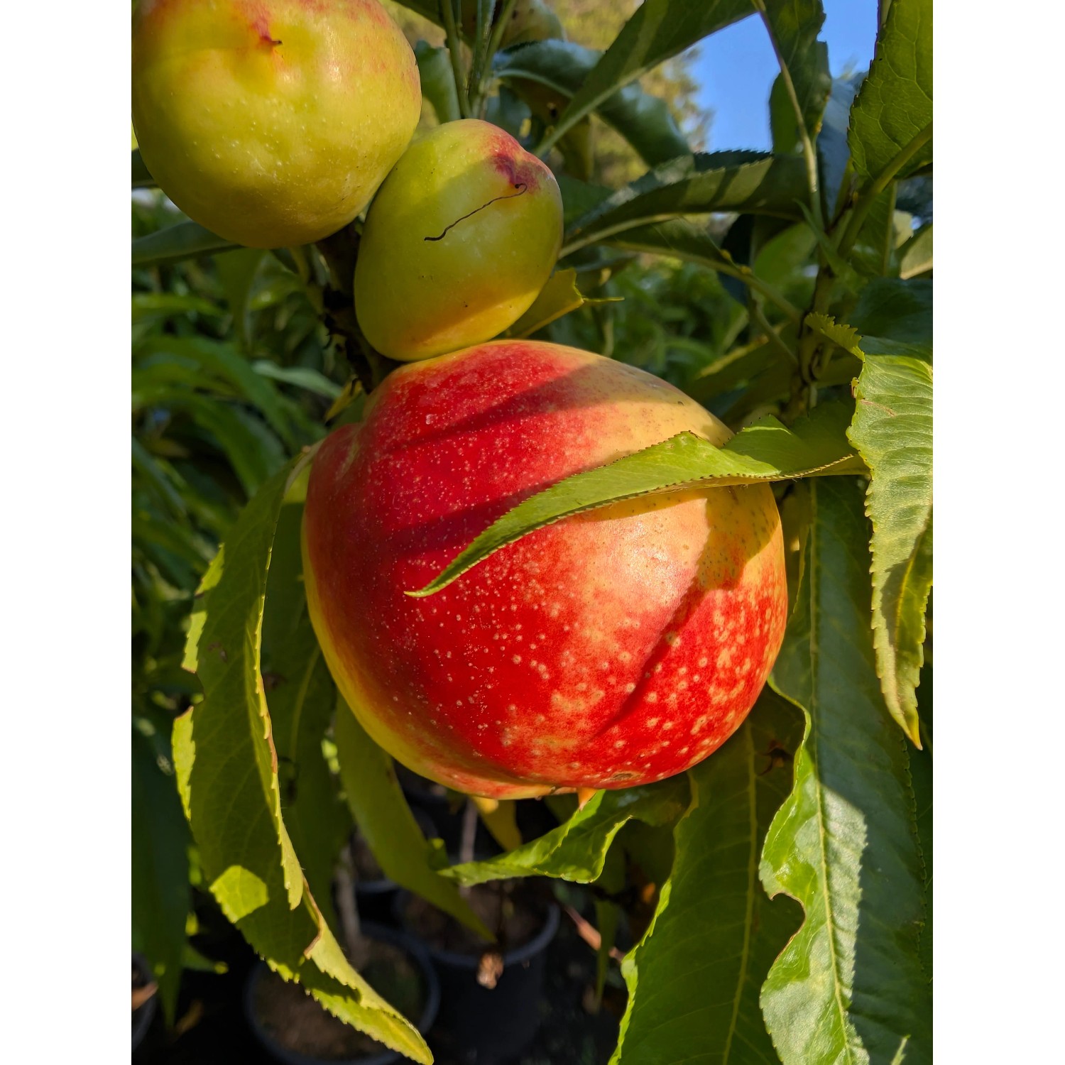 Zwergnektarine Redgold 50-70 cm Prunus persica