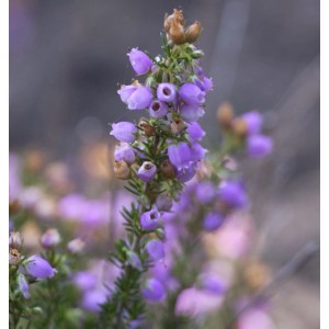Detailaufnahme der lila Blüten der Grauheide Cevennes (Erica cinerea), einer winterharten Strauchpflanze.
