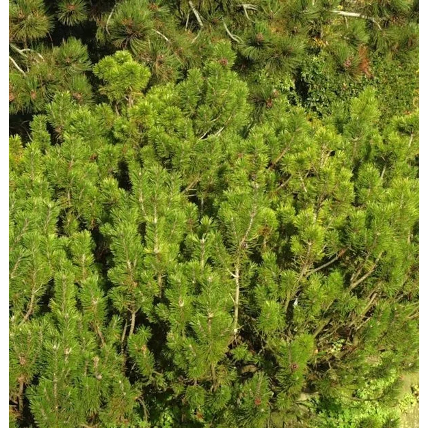 Krummholz Kiefer Alpenstar 30-40cm - Pinus mugo