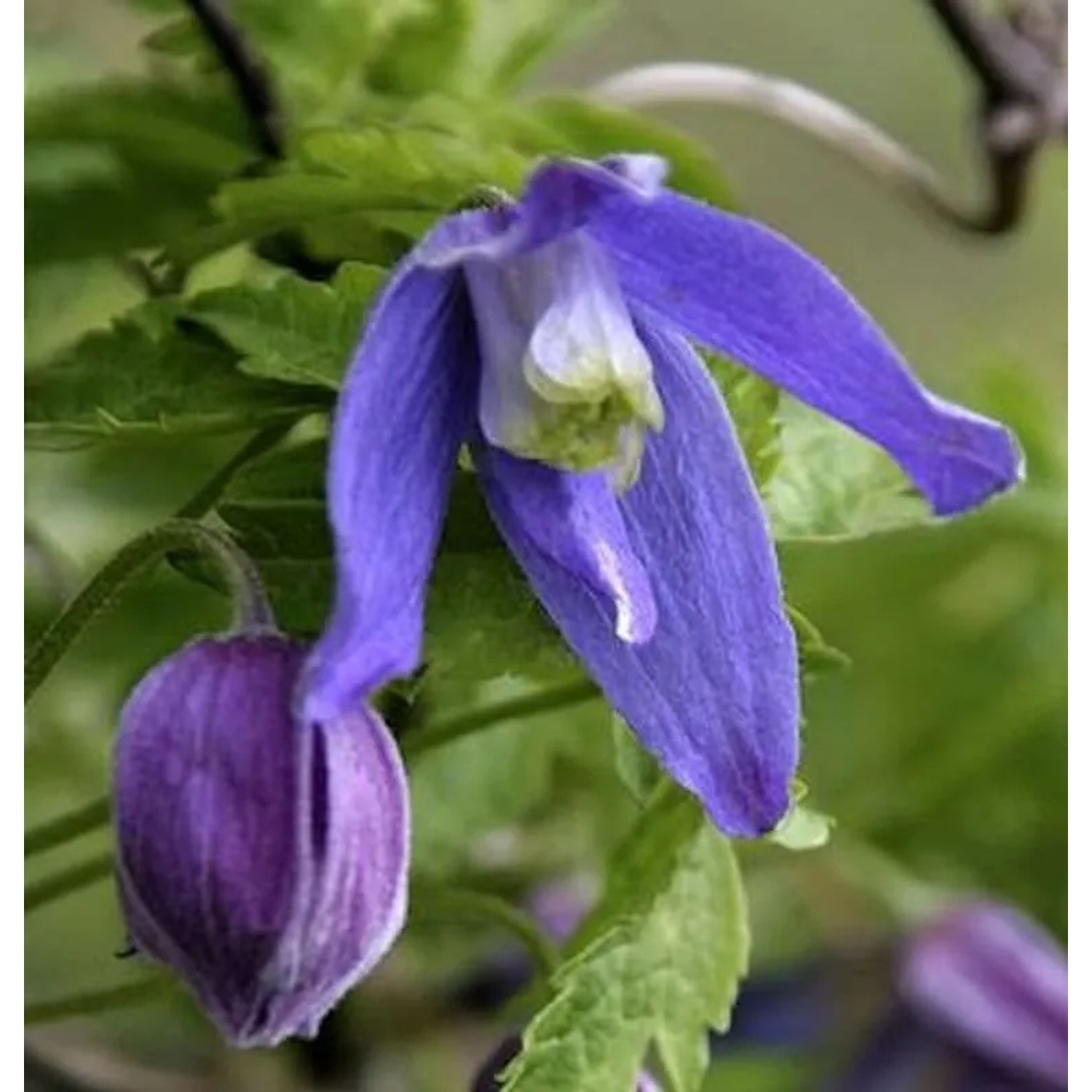 Alpen Waldrebe Frances Rivis 40-60cm - Clematis alpina