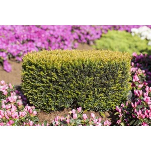 Kompakte, grüne Taxus baccata 'Renke's Kleiner Grüner' Heckenpflanze im Gartenbeet.
