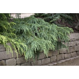 Kompakte, blaugrüne Himalaya-Zeder Cedrus Deodara Feelin Blue im Garten.